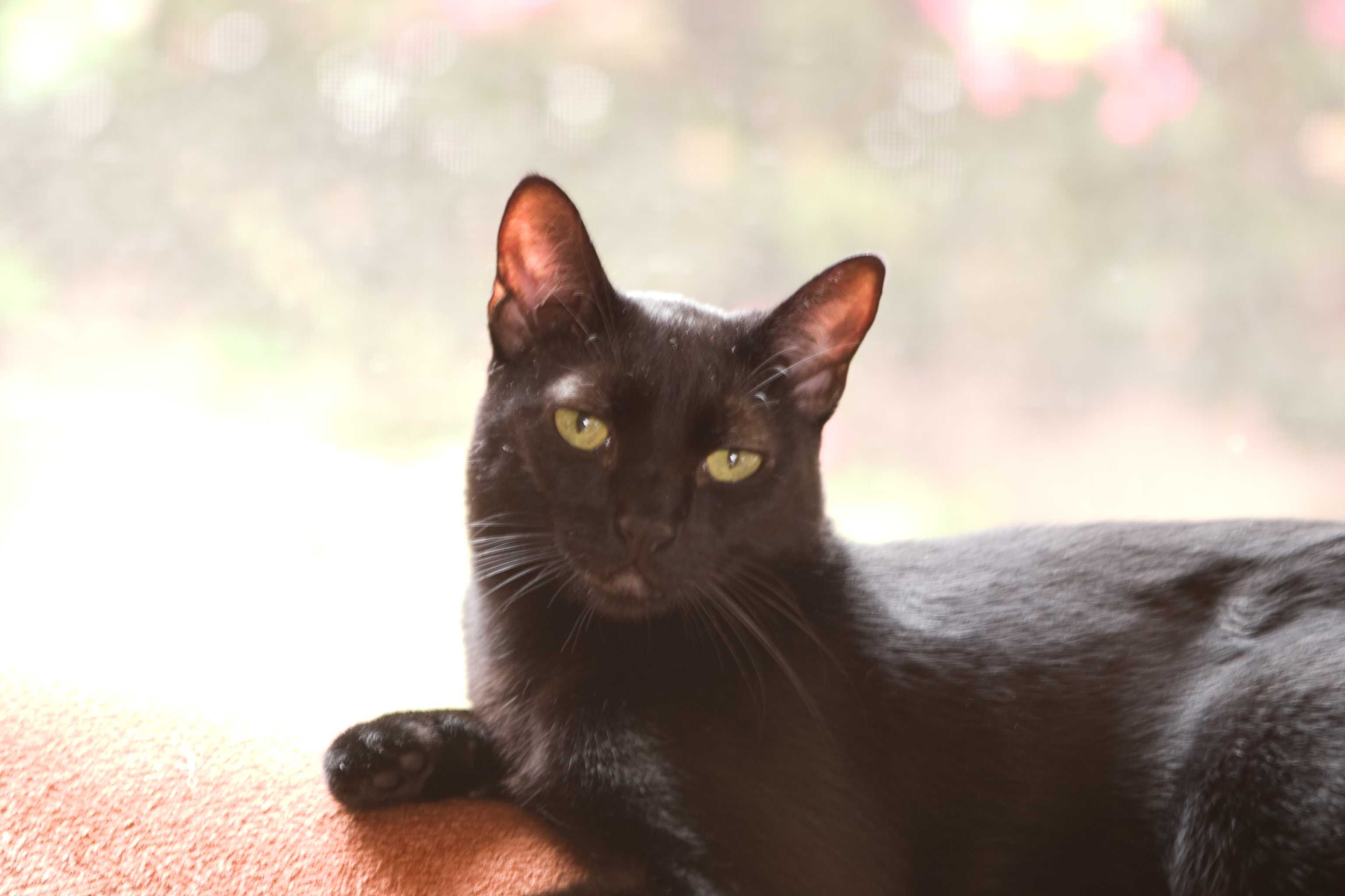 A cute black cat